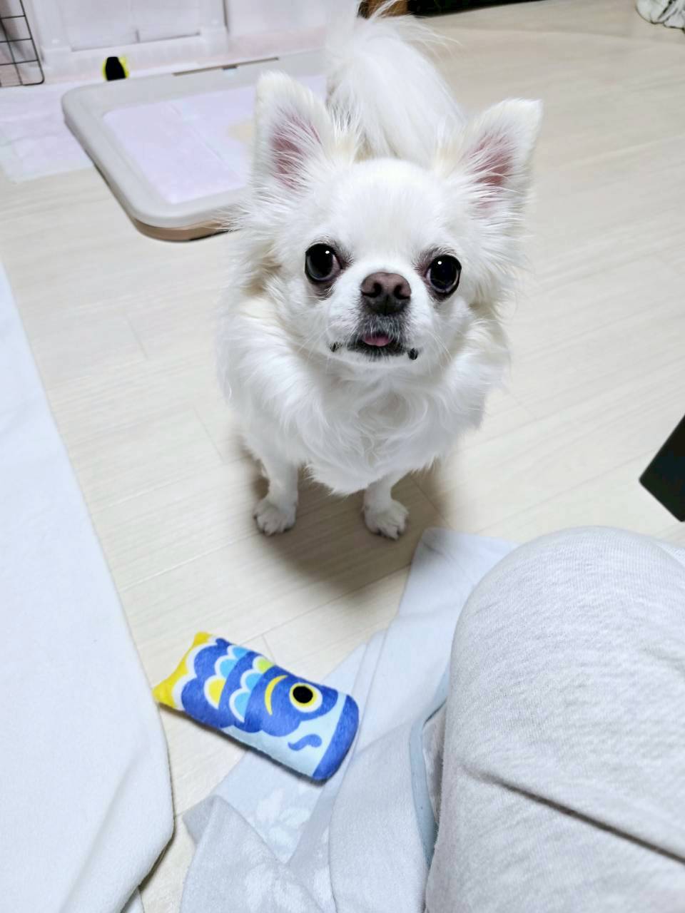 うちの大吉。こいのぼりのおもちゃがお気に入り